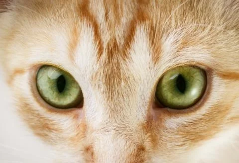 Cat eyes Stock Photos