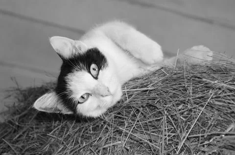 Cat eyes Stock Photos