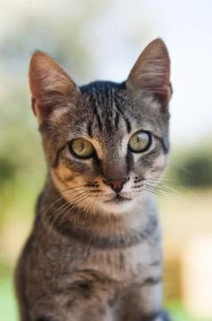 Cat eyes Stock Photos