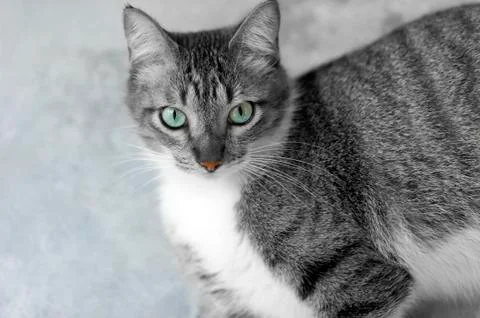 Cat Eyes Stock Photos