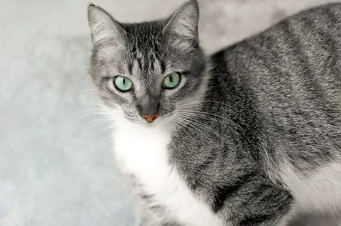 Cat Eyes Stock Photos
