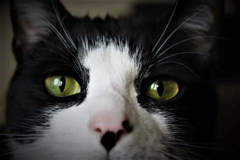 Cat Eyes Stock Photos