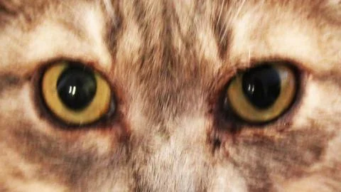 Cat eyes Stock Photos