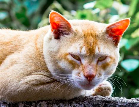Cat with eyes Stock-Fotos