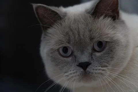 Cat eyes Stock Photos