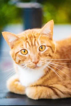 Cat Eyes Stock Photos