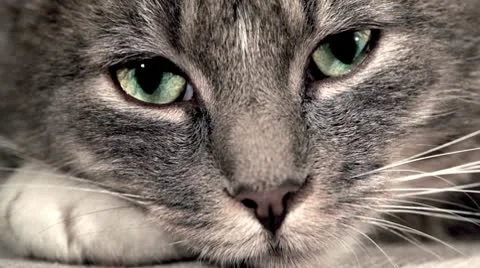 Cat-eyes pupils opening Stock Footage 10684773