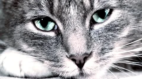 Cat-eyes pupils opening Stock Footage 10684798