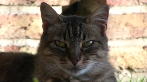 Cat eyes.mp4 Video stock 2903142