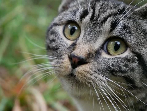Cat face 1 Stock Photos