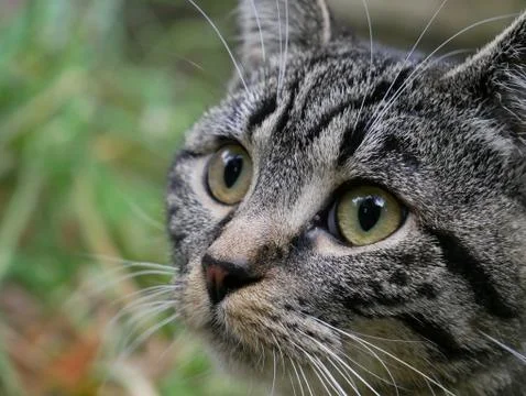 Cat face 2 Stock Photos