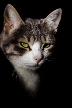 Cat face on black shadows Stock Photos