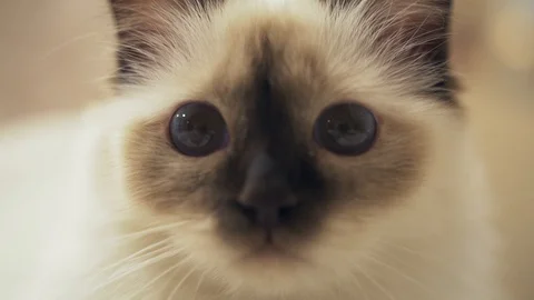 Cat face with blue eyes Stock Footage 129385699