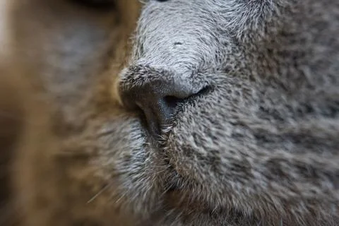 Cat face close-up. Big grey cat. Cat's nose. Stock Photos