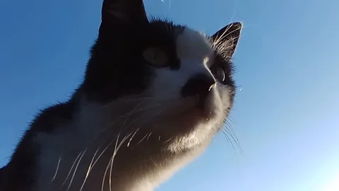 Cat face close-up on blue sky background. Stock Footage 108999703