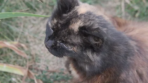 Cat face close up. The cat blinks at the camera. Video with a domestic cat Stock Footage 121398075