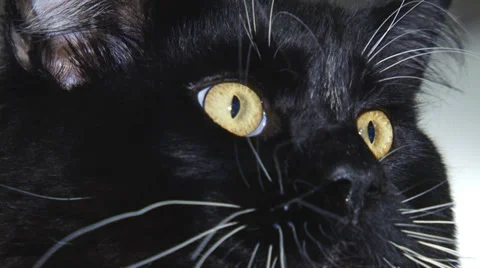 Cat face close up Stock Footage 30588365