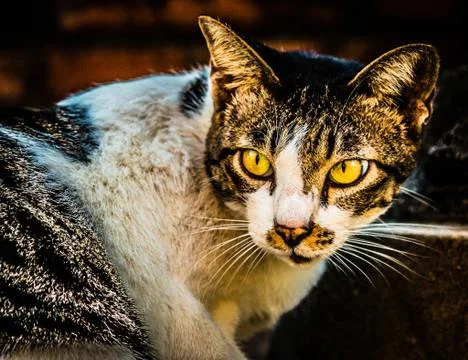 Cat face close up looking behind 스톡 사진