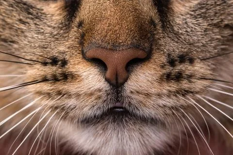 Cat face close up. Macro shot of a brown cat nose. Stock Photos