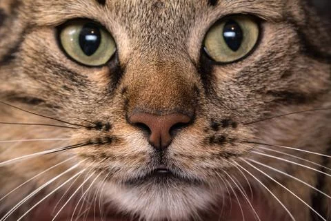 Cat face close up. Macro shot of a brown cat nose. Stock Photos