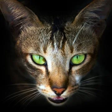 Cat face close-up Stock Photos
