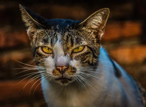 Cat face close up 스톡 사진