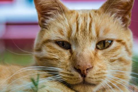 Cat Face Close Up Stock Photos