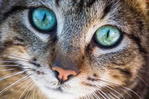 Cat face -  close up Foto stock