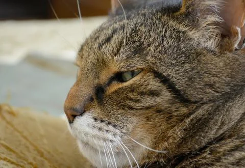 Cat face close up Foto stock