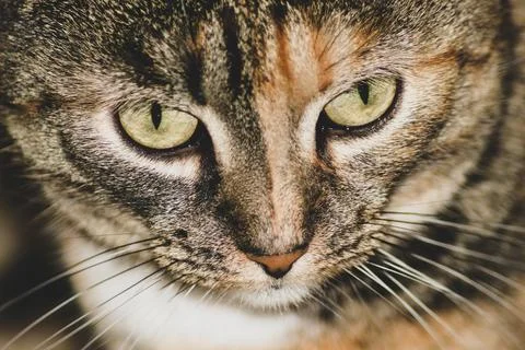 Cat face, close up. Stock Photos