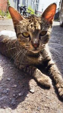 Cat face close up Stock Photos