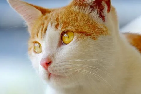 Cat face at close range Stock Photos