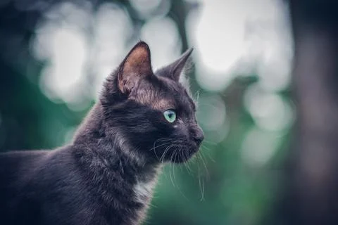 Cat face closes up side view photographs in the natural environment. Stock Photos