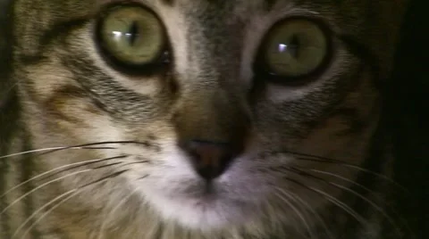 Cat face closeup Stock Footage 48573156
