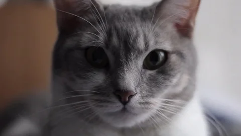 Cat Face, Closeup Stock Footage 74074704