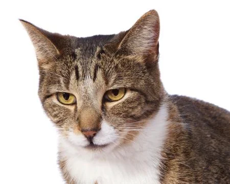 Cat face closeup Stock Photos