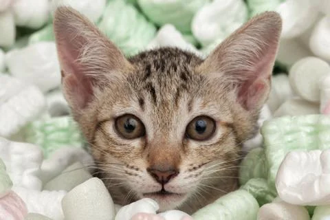 Cat face closeup Stock Photos