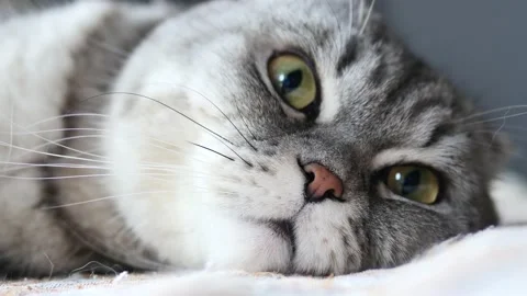 Cat face closeup. Scottish fold cat background. Vídeo Stock 170714772