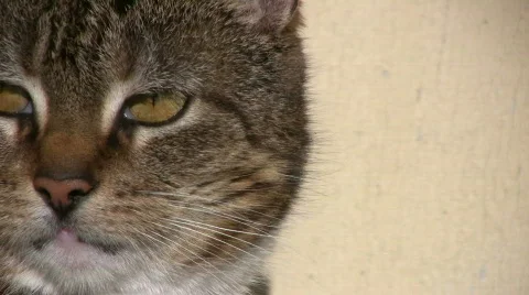 Cat face Video stock 661199