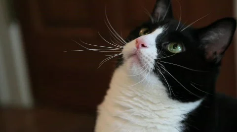 Cat face Stock Footage 854987