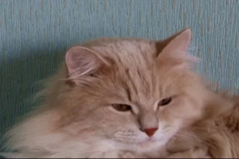Cat face Video stock 10610029
