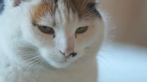 Cat face Stock Footage 23446571