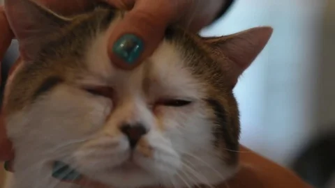 Cat face Video stock 75805565