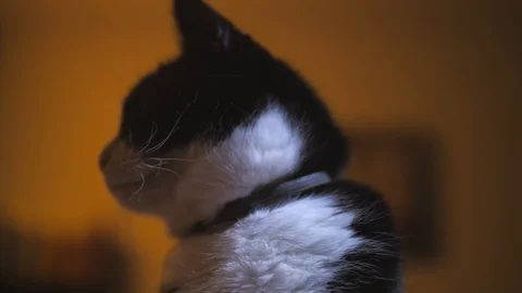 Cat Face Video stock 100032374