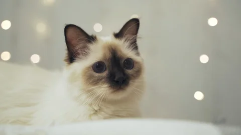 Cat face Video stock 129385701