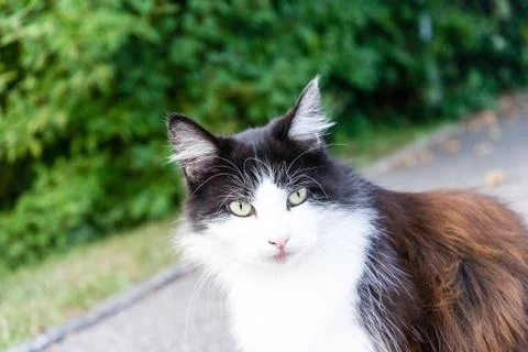 Cat face front view outdoor close up with eyes Stock Photos