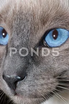 Cat face fur hair pupil see vision close up blue Stock Photos
