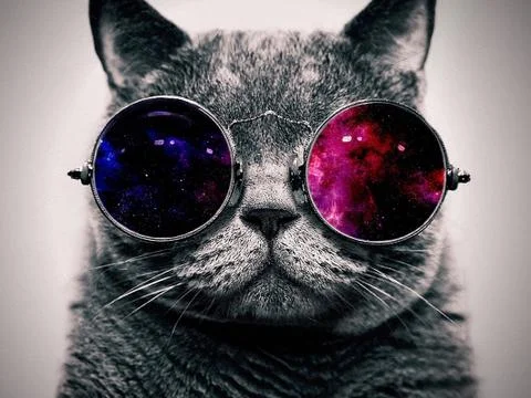 Cat face glasses thick  Stock Photos