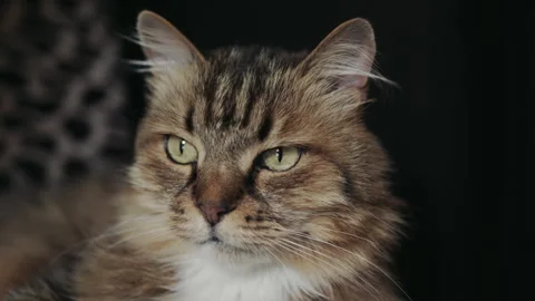 Cat face headshot portrait close-up. Long-haired brown cat Vidéo 336970919