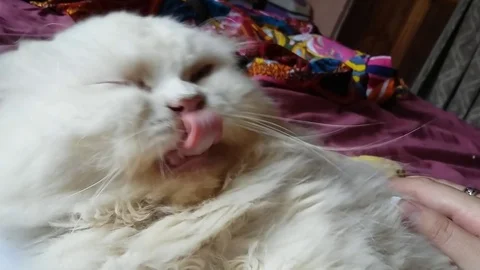 Cat Face Massage Stock Footage 98407893